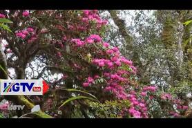 Vị Xuyên Rực rỡ mùa hoa Đỗ Quyên thu hút du khách ở xã Cao Bồ