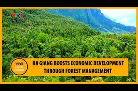Ha Giang boosts economic development through forest management| VTV4
