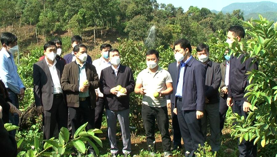 Trưởng Ban Tuyên giáo Tỉnh ủy Vũ Mạnh Hà thăm mô hình cải tạo vườn tạp của anh Mai Minh Đình, thôn Tùng Nùn, xã Lùng Tám