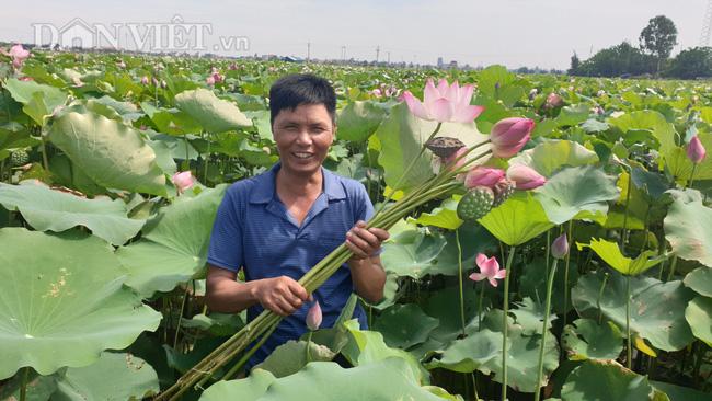Nam Định: Bỏ lúa chuyển sang trồng sen, U50 thoát nghèo thành công - Ảnh 1.