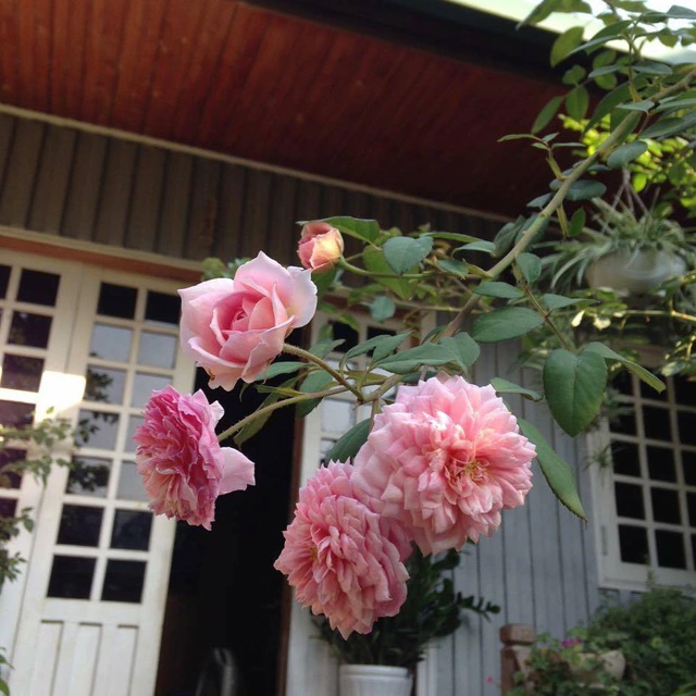 Cặp vợ chồng ở Hà Giang tự xây ngôi nhà hoa hồng đẹp như mơ giữa phố núi - 10