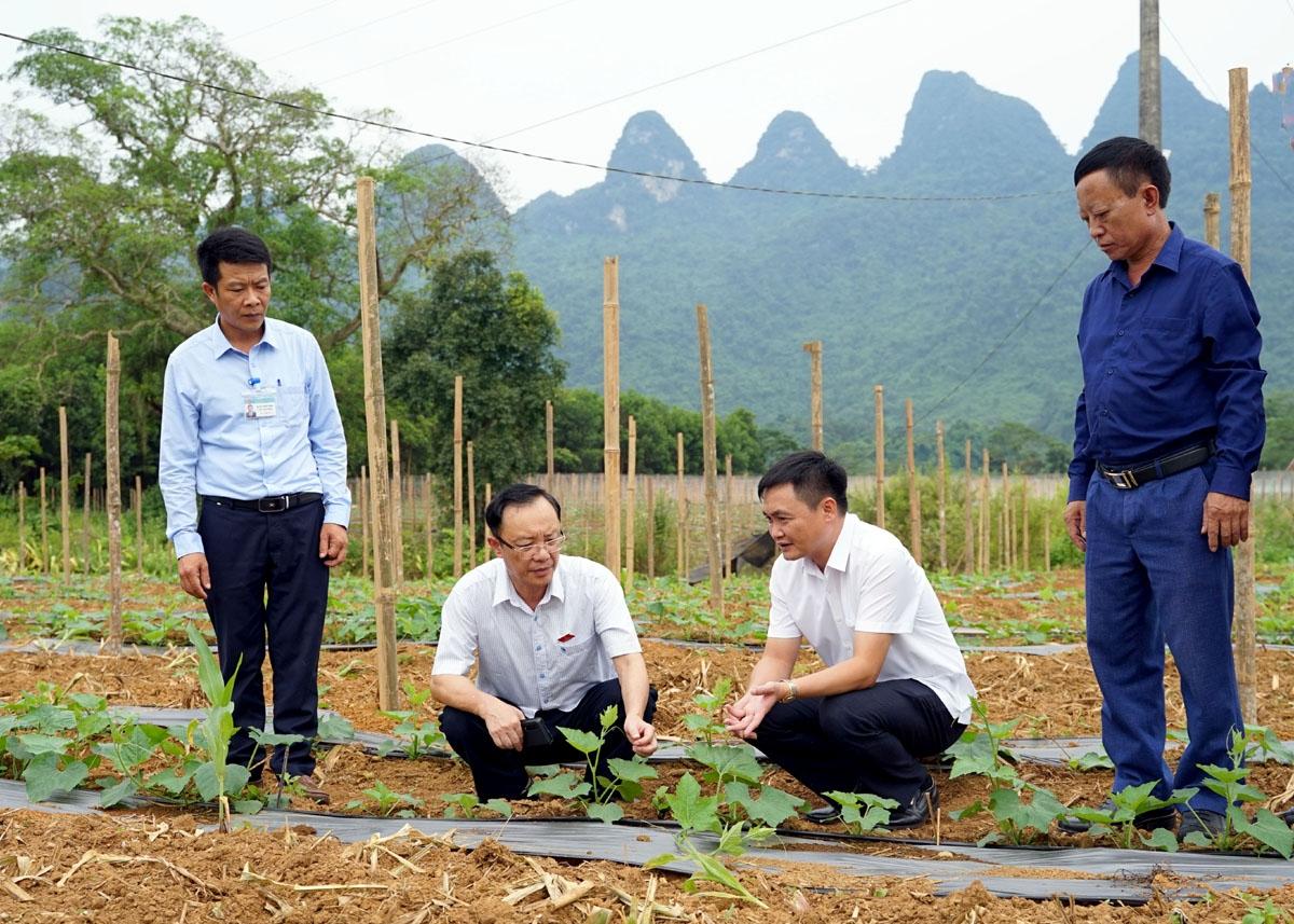 Đồng chí Thào Hồng Sơn kiểm tra một số mô hình phát triển kinh tế tại xã Phong Quang