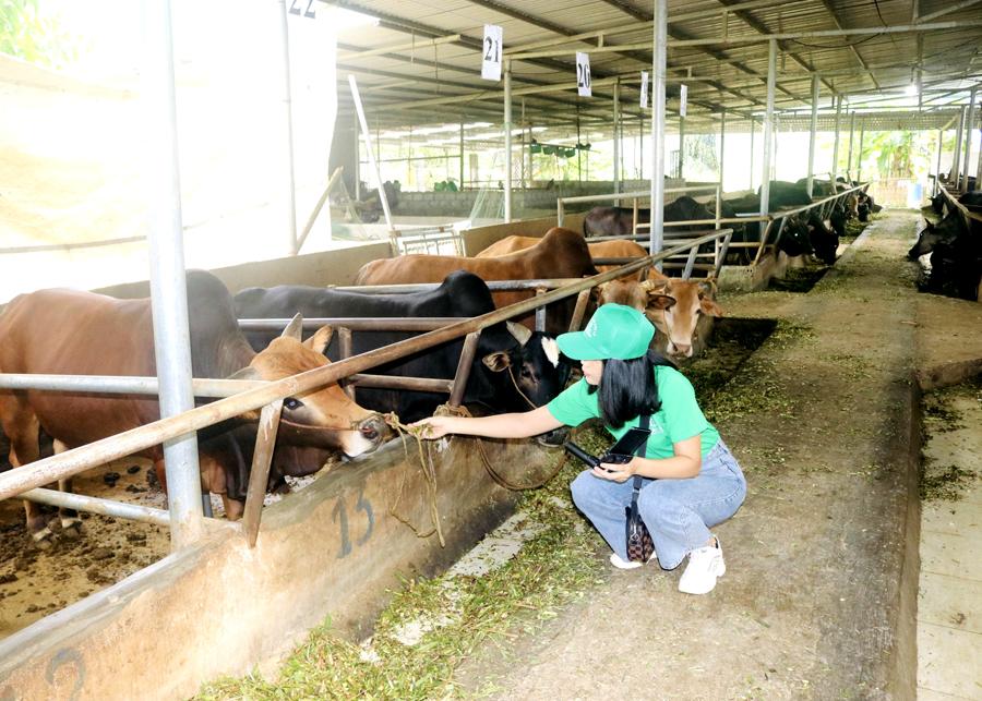 Trang trại nuôi bò 3B và bò Mông của HTX Cát Lý, thôn Mịch B với quy mô trên 200 con.