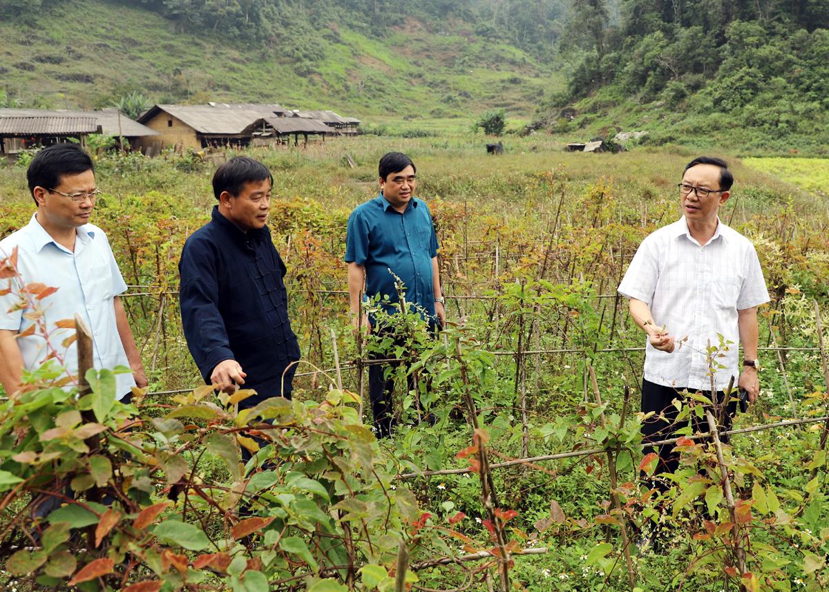 Đồng chí Thào Hồng Sơn thăm khu trồng cây dược liệu Hà Thủ Ô đỏ của HTX dược liệu Phiêng Luông.