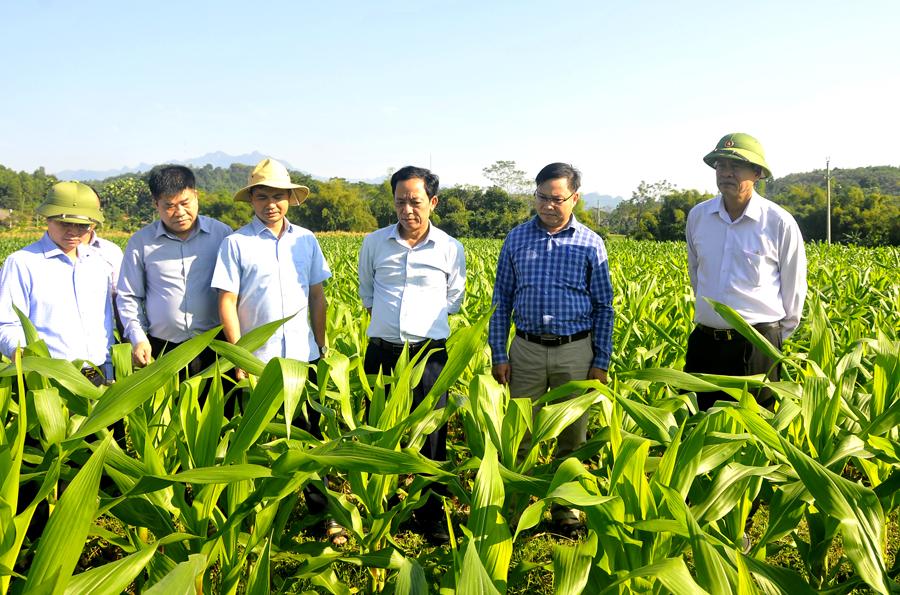 Chủ tịch UBND tỉnh Nguyễn Văn Sơn kiểm tra tình hình sản xuất vụ Đông trên địa bàn xã Quang Minh.