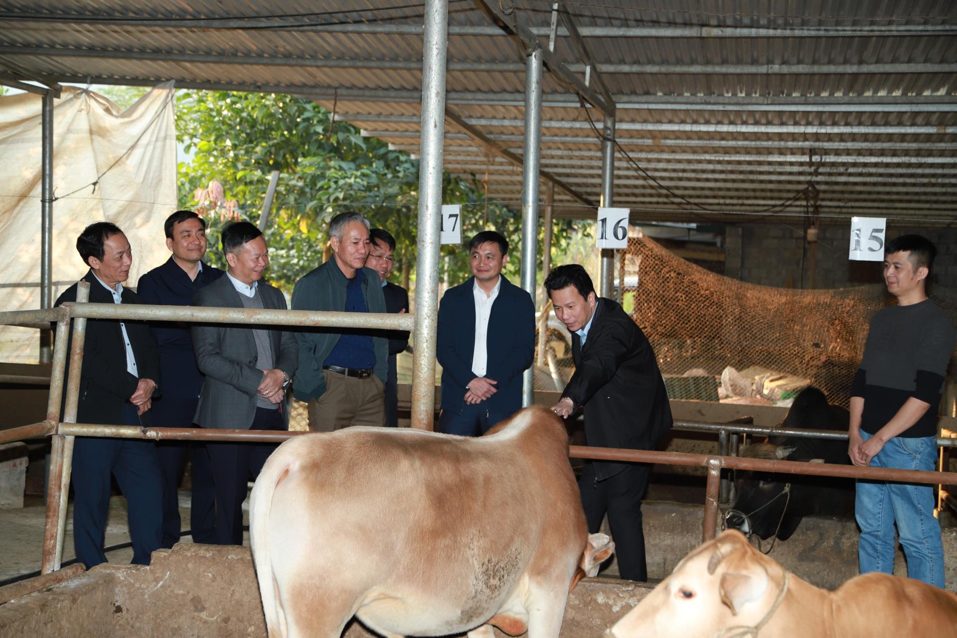 Bí thư Tỉnh ủy Đặng Quốc Khánh kiểm tra mô hình liên kết nuôi, chế biến thịt trâu, bò tại xã Thuận Hòa