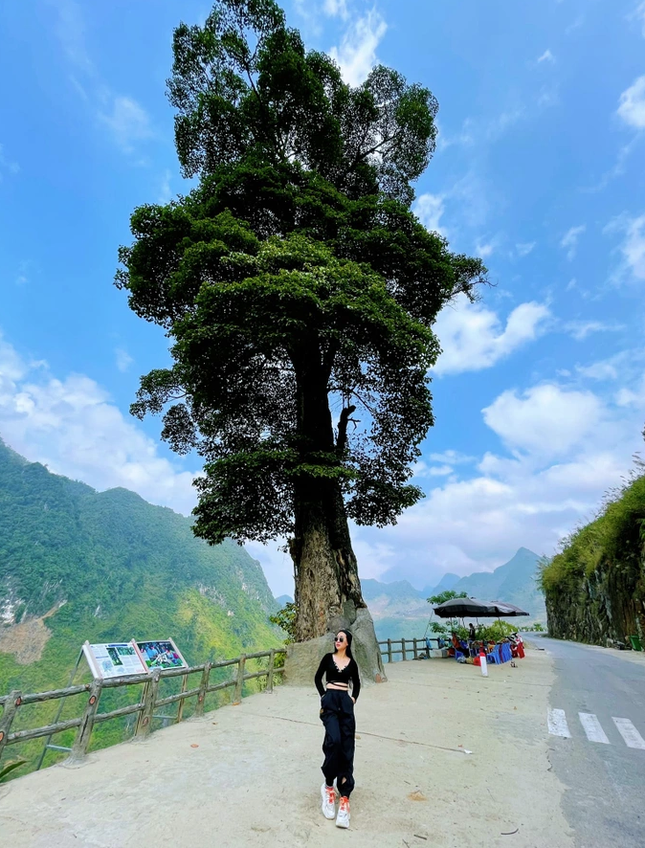 Độc đáo 'cây cô đơn' 250 năm tuổi, 5 người ôm không xuể ở Hà Giang ảnh 5
