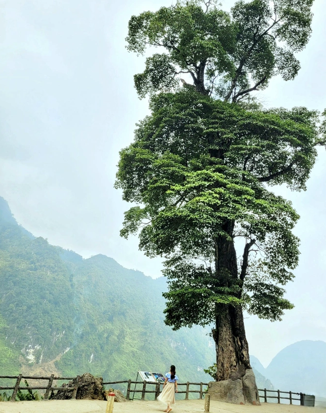 Độc đáo 'cây cô đơn' 250 năm tuổi, 5 người ôm không xuể ở Hà Giang ảnh 6
