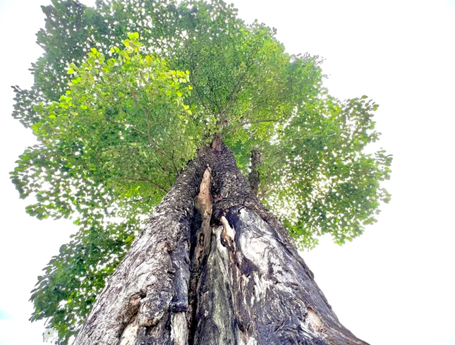 Độc đáo 'cây cô đơn' 250 năm tuổi, 5 người ôm không xuể ở Hà Giang ảnh 2