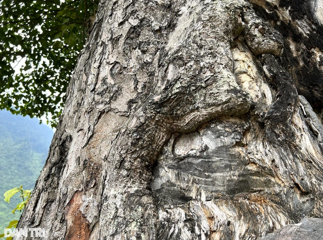 Độc đáo 'cây cô đơn' 250 năm tuổi, 5 người ôm không xuể ở Hà Giang ảnh 3