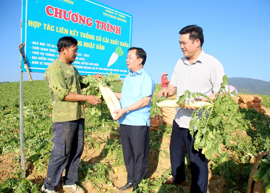 Lãnh đạo huyện Xín Mần kiểm tra sản phẩm Củ cải trắng trồng liên kết tại xã Xín Mần.