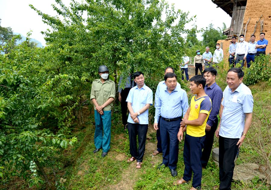 Phó Bí thư Tỉnh ủy Nguyễn Mạnh Dũng thăm mô hình trồng cây mận Tam hoa ở xã Tả Nhìu (Xín Mần).          Ảnh: NGA LINH