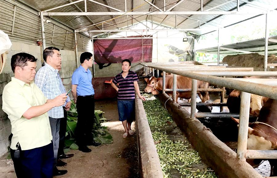 Trưởng ban Tuyên giáo Tỉnh ủy Vũ Mạnh Hà thăm mô hình nuôi bò vỗ béo tại xã Hữu Vinh (Yên Minh).    Ảnh: Thanh Hưng (Yên Minh)