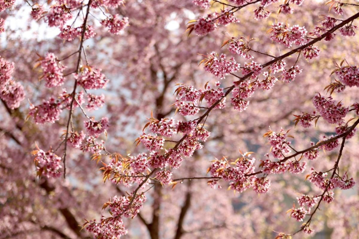 Nhiếp ảnh gia Tuấn Đào chia sẻ: Tôi đã đi Lũng Cú nhiều lần nhưng vẫn thích nhất quay lại đây vào mùa xuân để ngắm hoa mai anh đào. Khung cảnh khiến tôi choáng ngợp, đẹp không thua kém gì mùa hoa anh đào ở Nhật Bản.