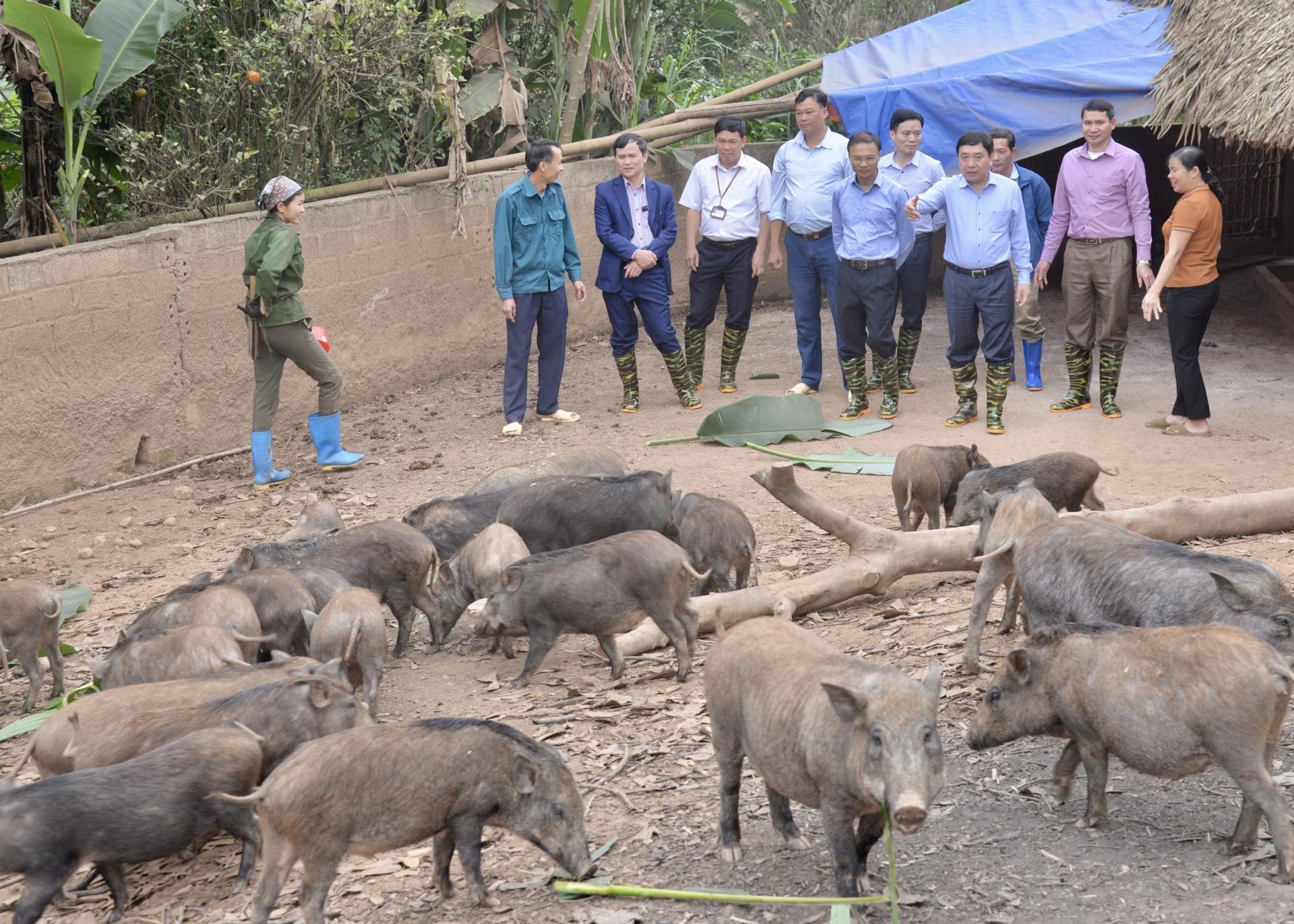Phó Bí thư Tỉnh ủy Nguyễn Mạnh Dũng thăm mô hình nuôi lợn rừng của hộ anh Nông Văn Khuynh, thôn Thượng, xã Bằng Lang.