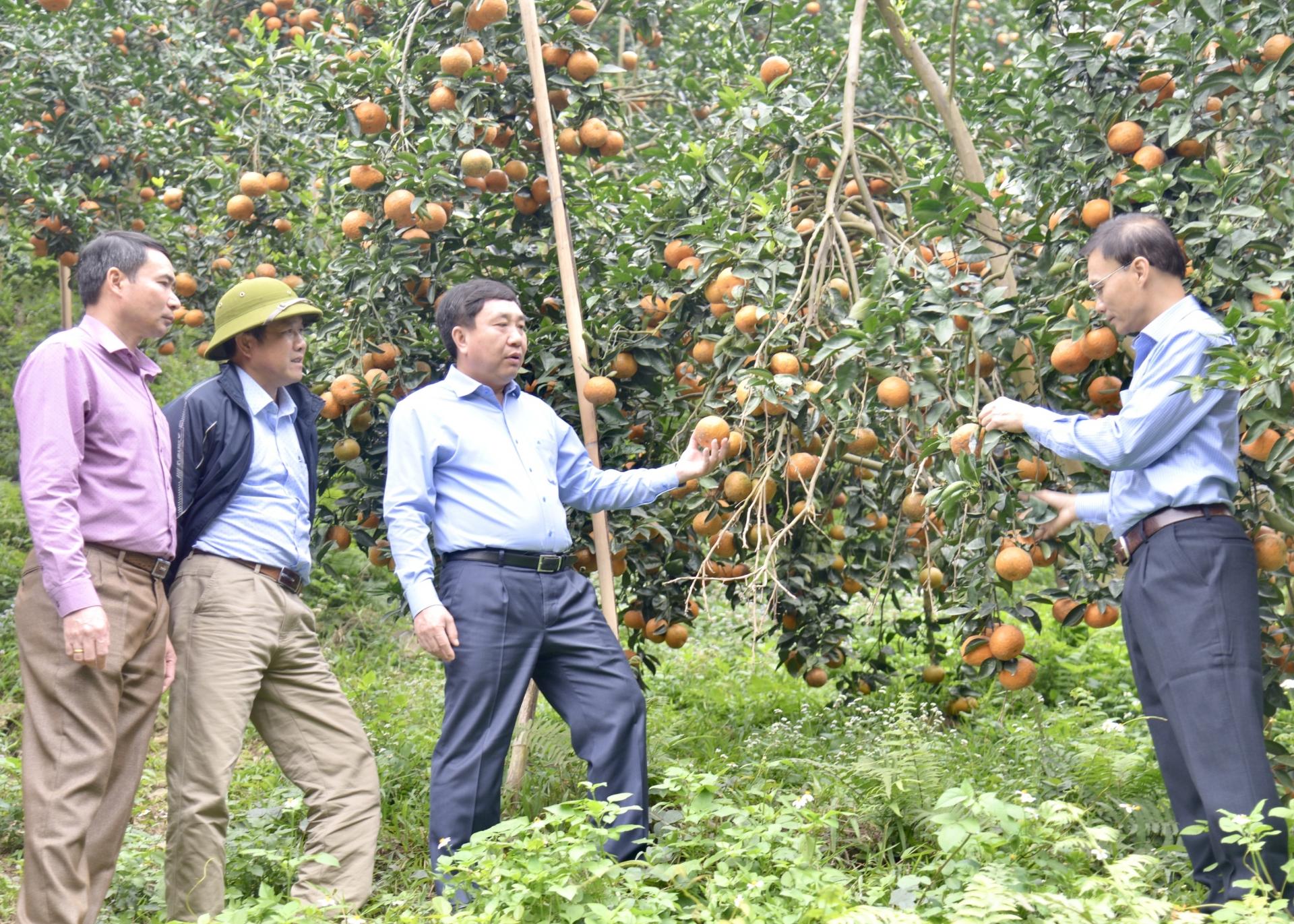 Phó Bí thư Tỉnh ủy Nguyễn Mạnh Dũng thăm mô hình thâm canh cam hàng hóa kết nối chuỗi giá trị tại xã Hương Sơn.