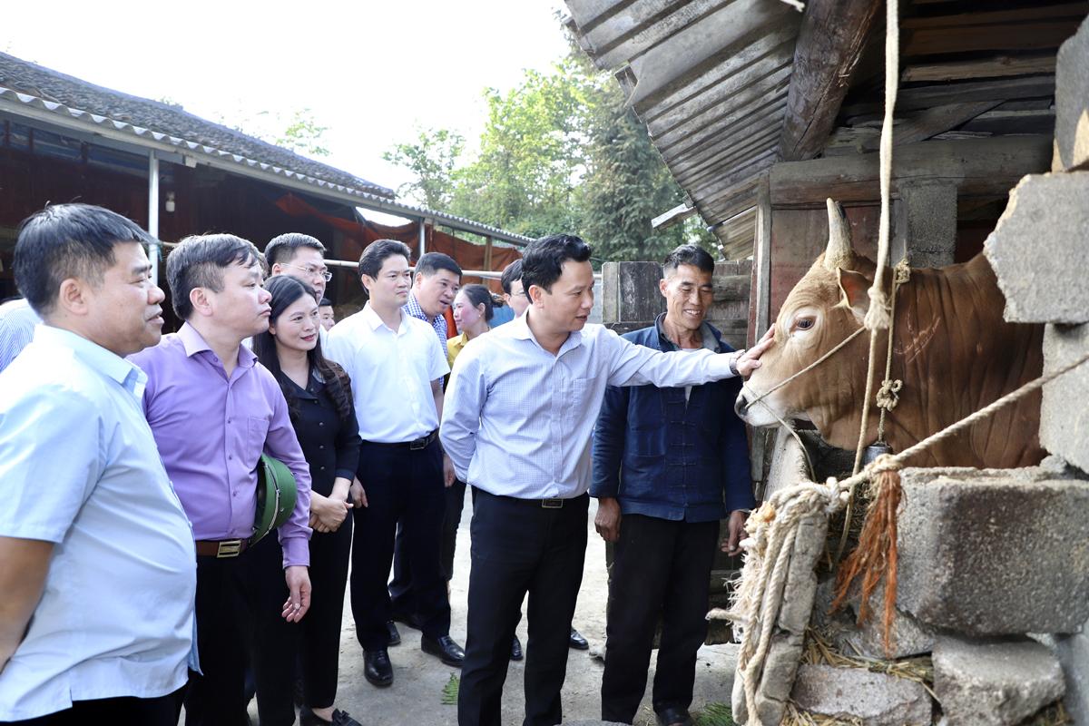 Bí thư Tỉnh ủy Đặng Quốc Khánh thăm mô hình chăn nuôi bò kinh tế tại thôn Mỏ Phàng
