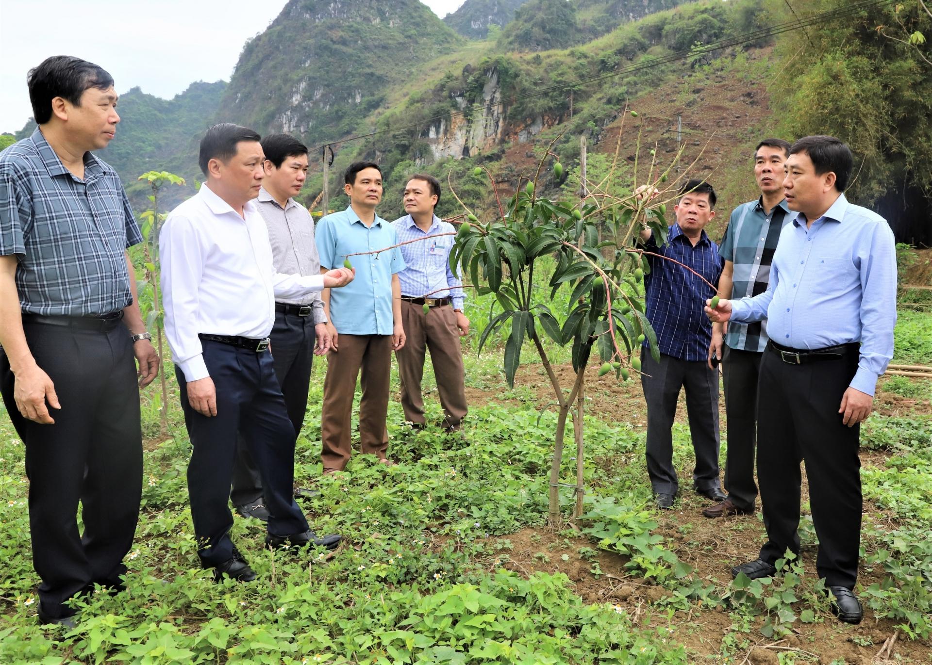 Phó Bí thư Tỉnh ủy Nguyễn Mạnh Dũng cùng đoàn công tác thăm mô hình chuyển đổi từ cây ngô sang trồng cây xoài.