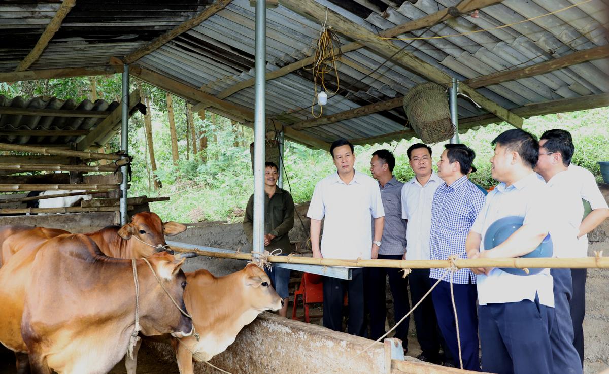 Chủ tịch UBND tỉnh Nguyễn Văn Sơn kiểm tra mô hình chăn nuôi bò sinh sản theo chuỗi giá trị gắn với tiêu thụ sản phẩm tại thôn Bản Bó, xã Yên Định.