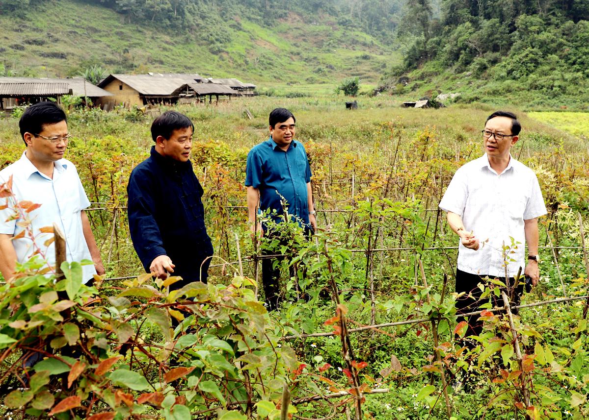 Phó Bí Thư Thường trực Tỉnh ủy, Chủ tịch HĐND tỉnh Thào Hồng Sơn thăm khu trồng cây dược liệu Hà Thủ Ô đỏ của HTX dược liệu Phiêng Luông (Bắc Mê).