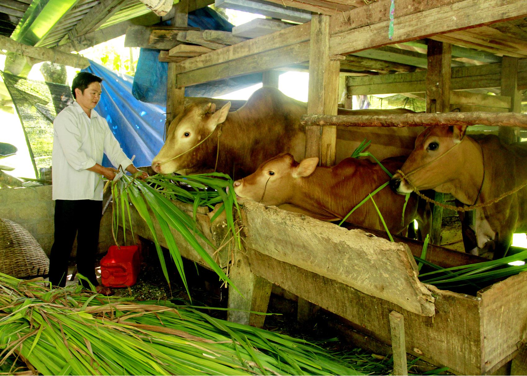 Bí thư Chi bộ Séo Lủng II, xã Thái An (Quản Bạ) Sùng Mí Vàng tiên phong phát triển chăn nuôi bò.