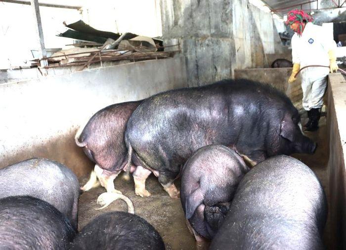 Lợn đen Lũng Pù là vật nuôi quen thuộc của người dân huyện Mèo Vạc.