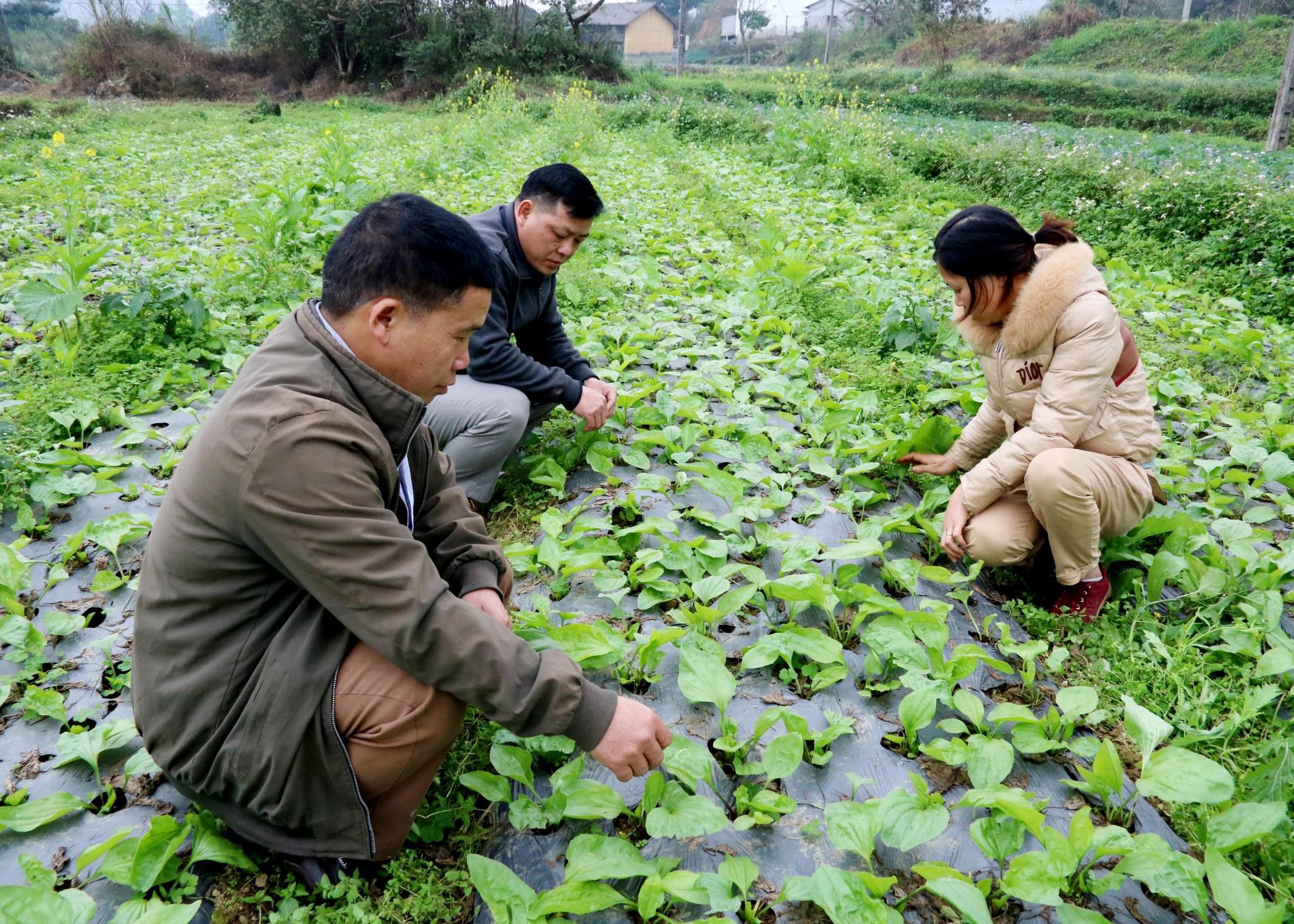 Diện tích trồng cây Bông mã đề của hộ chị Nguyễn Thị Luyến, HTX công nghệ thương mại nông, lâm nghiệp 5 ngôi sao, xã Quyết Tiến (Quản Bạ).