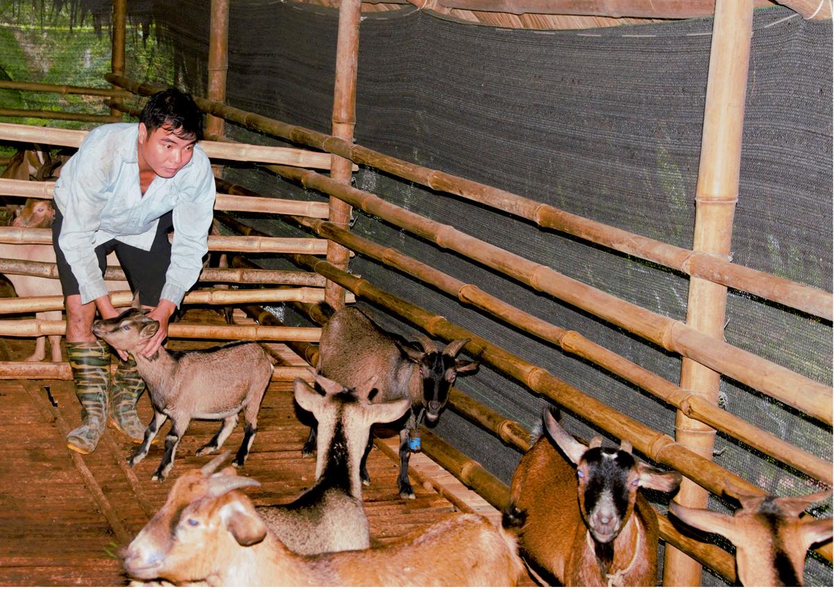 Anh Đặng Văn Luyện, thôn Mác Hạ, xã Tân Trịnh phát triển kinh tế nhờ mô hình chăn nuôi dê.