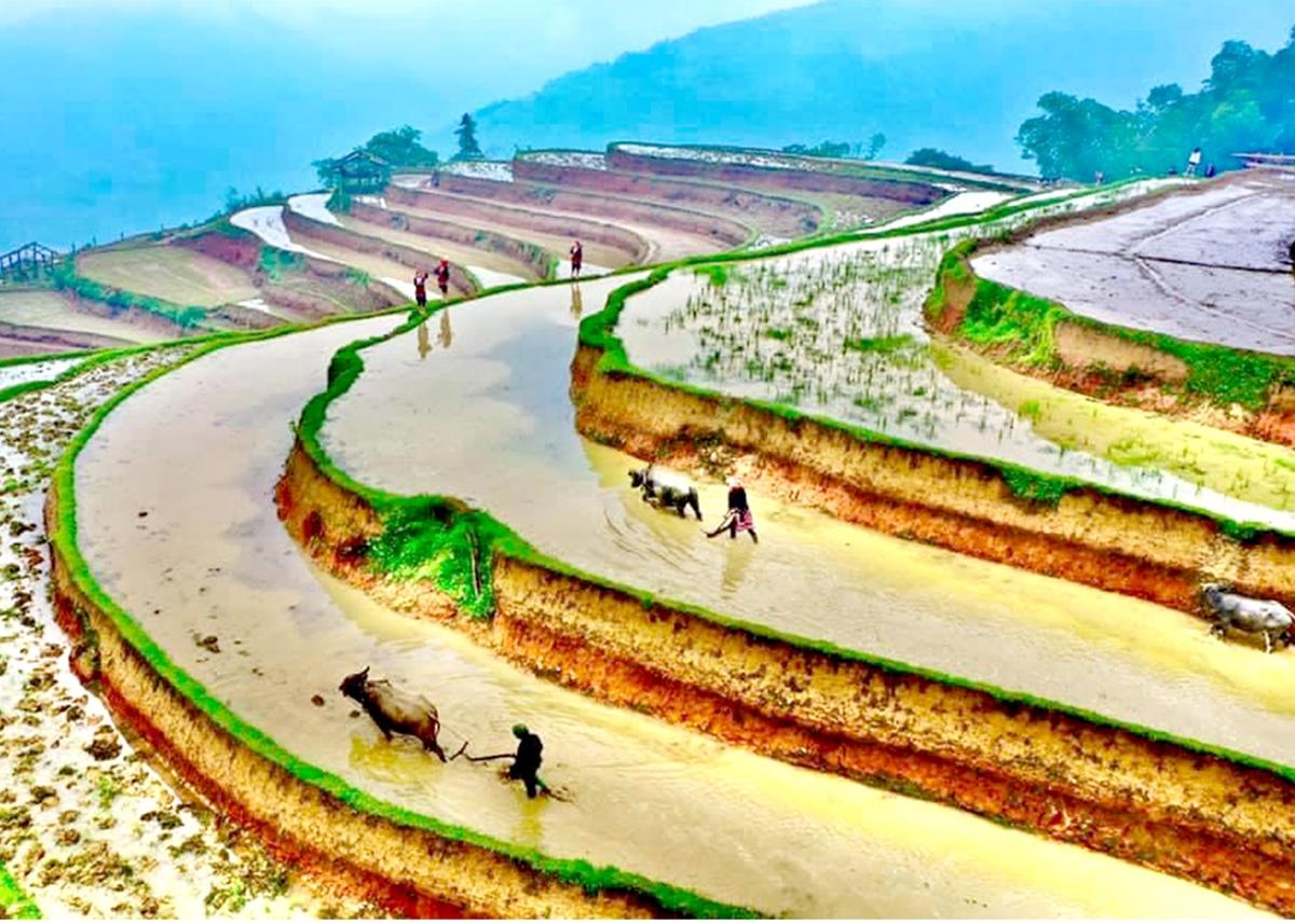 Ruộng bậc thang mùa nước đổ xã Thông Nguyên, huyện Hoàng Su Phì.                          Ảnh: PV