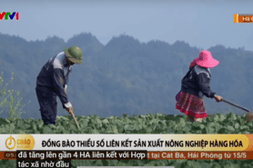 Đồng bào dân tộc thiểu số xã Xín Mần liên kết phát triển hàng hóa nông nghiệp