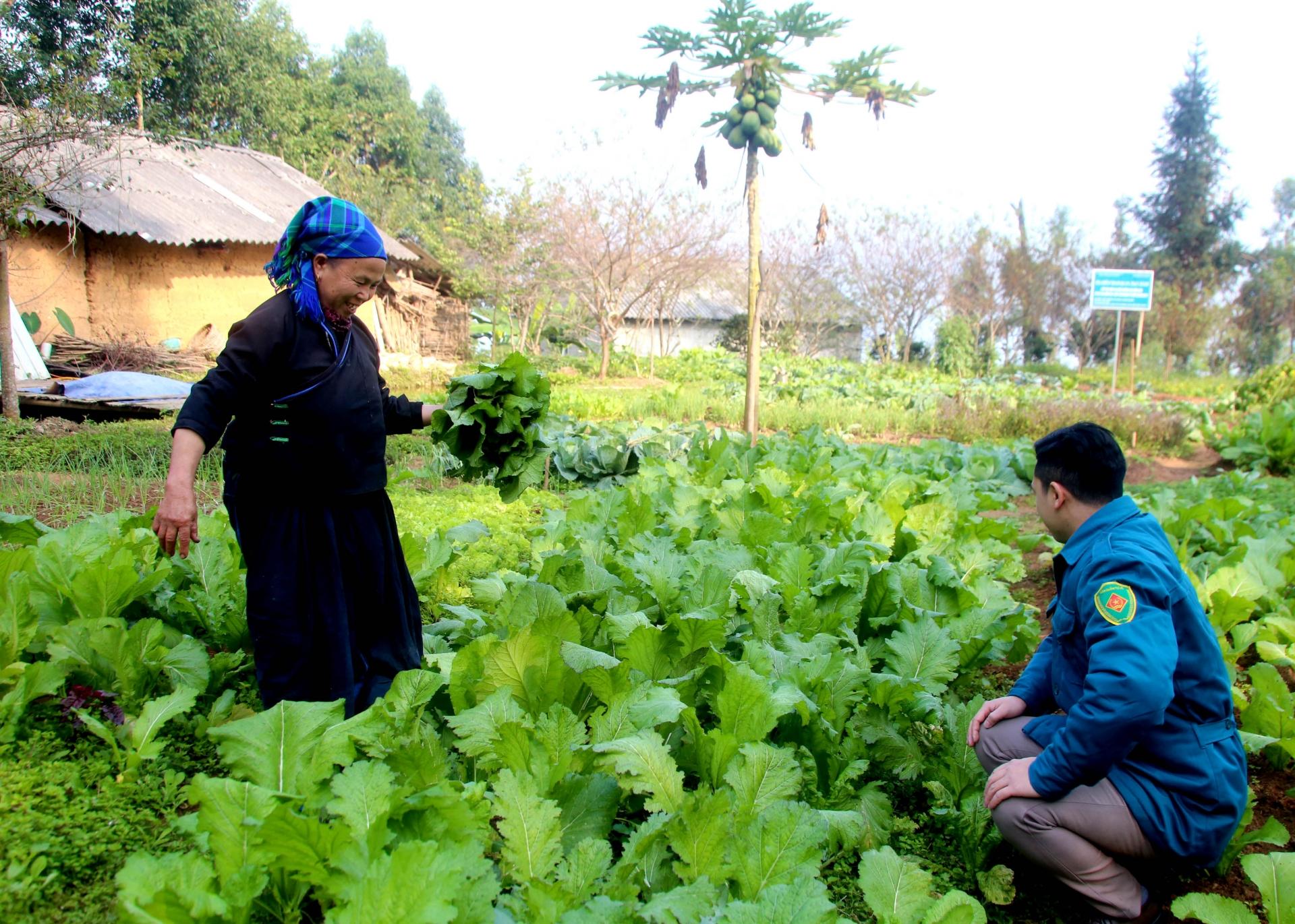 Bà Sùng Thị Rọt thu hoạch rau cải bán cho trường học xã Tả Nhìu.