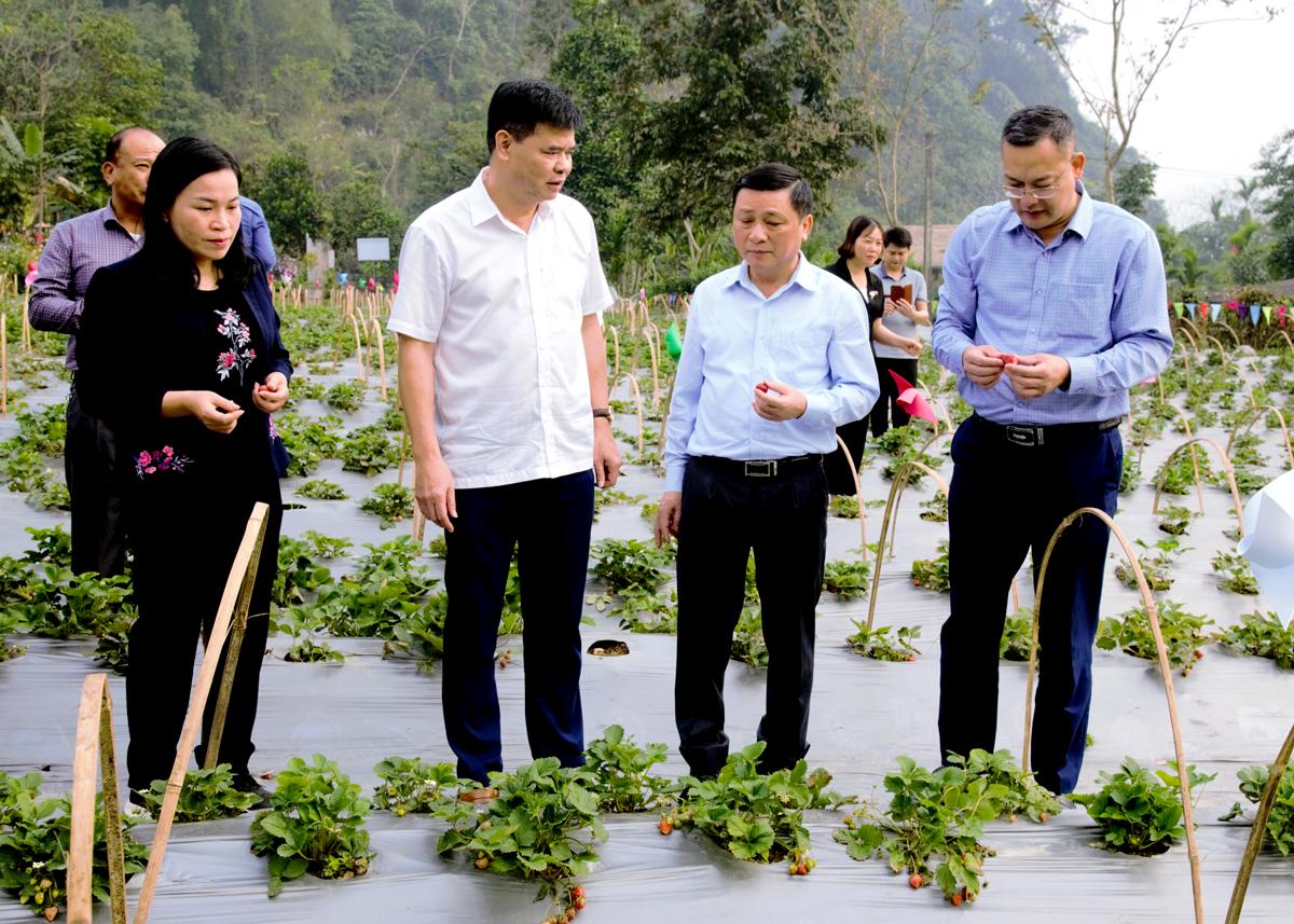 Các đại biểu tham quan mô hình trồng Dâu tây phát triển nông nghiệp gắn với phát triển du lịch cộng đồng tại thôn Chì, xã Xuân Giang.