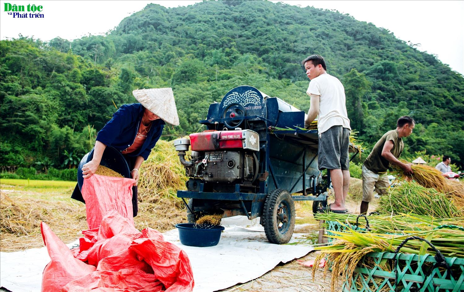 Do diện tích gieo trồng của người dân thôn Tha chỉ khoảng 10 ha nên quãng thời gian người dân thu hoạch lúa kết thúc khá nhanh chỉ trong vòng khoảng 1 tuần lễ.