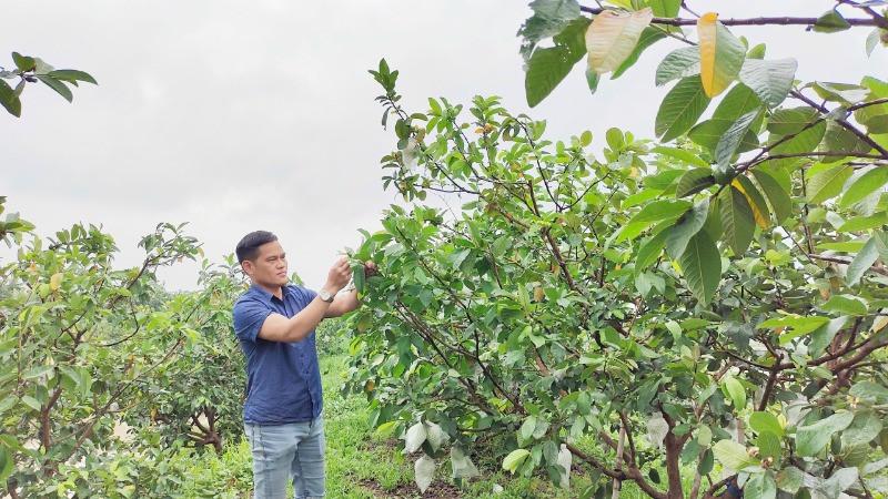Đối với một số cây trồng đến giai đoạn thu hoạch, cần tranh thủ thu hoạch sớm, bảo đảm năng suất và chất lượng.