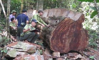 Cây gỗ nghiến bị chặt hạ trái phép tại khu rừng đặc dụng Phong Quang, huyện Vị Xuyên